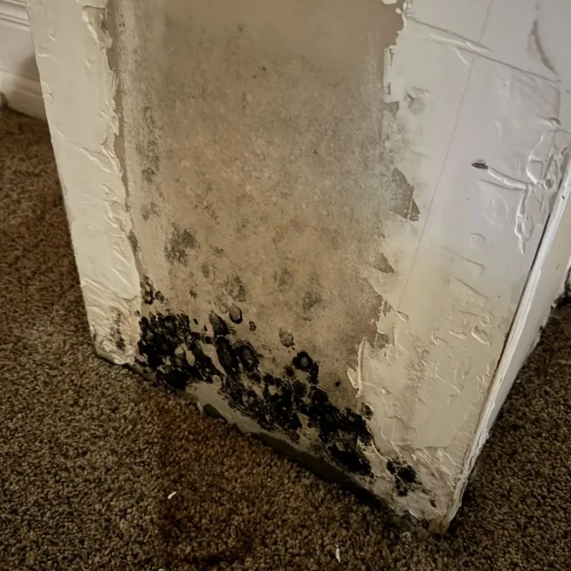 Professional Mold Removal in Cienegas Terrace, TX
